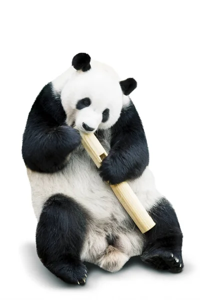 Panda gigante comendo bambu isolado sobre branco — Fotografia de Stock