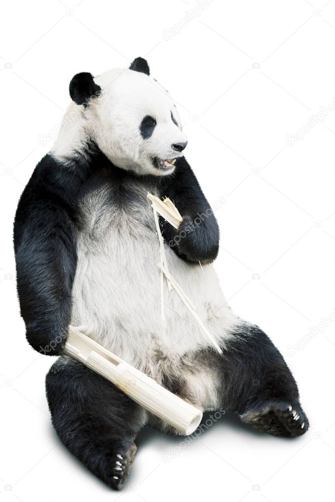 Panda eating bamboo isolated over white