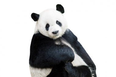 Sevimli panda dış yüzey fotoğraf makinesi