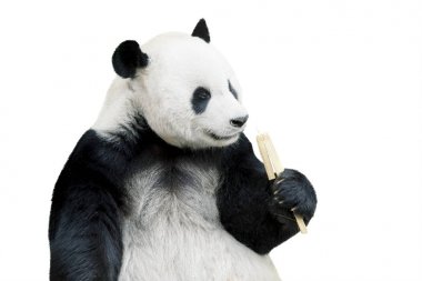 Dev panda beyaz bitti izole bambu yemek