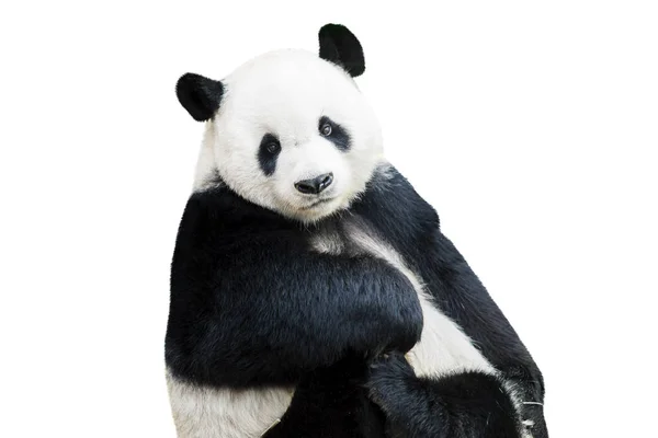 Adorável panda enfrentando câmera — Fotografia de Stock