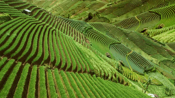 インドネシアの美しい米段々畑 — ストック写真