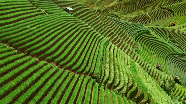 Bonito arroz terraços campos paisagem vista na Indonésia — Fotografia de Stock