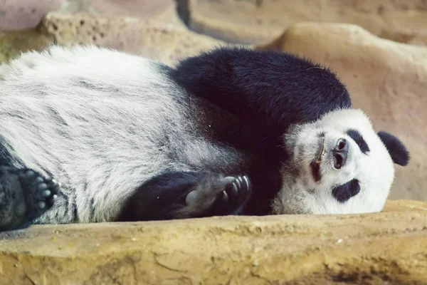 Panda dormindo no zoológico — Fotografia de Stock