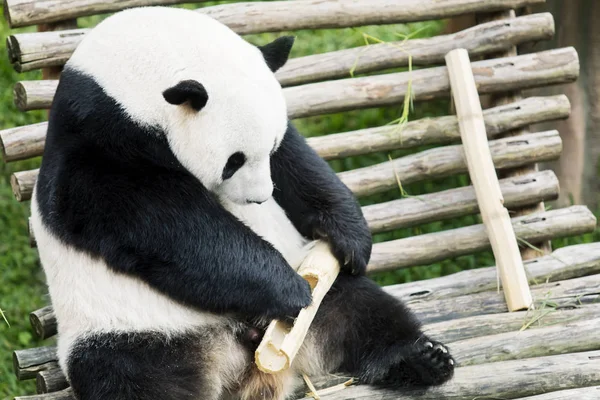 Panda gigante comendo bambu no zoológico — Fotografia de Stock