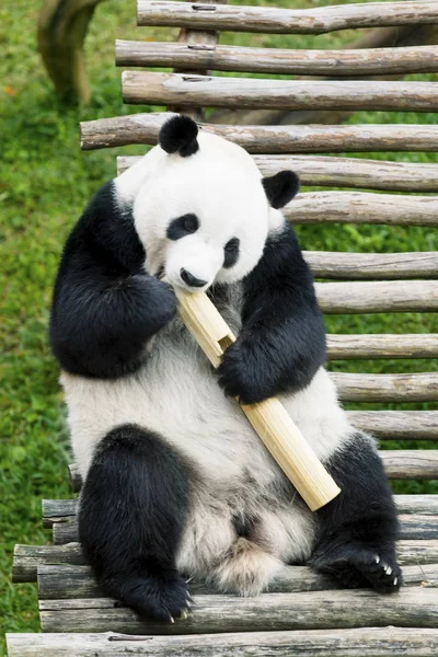 Fome panda gigante comendo bambu — Fotografia de Stock