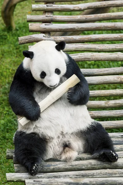 Panda Gigante Bonito Com Vara Bambu Zoológico — Fotografia de Stock