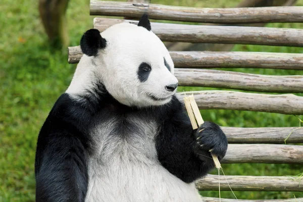 Panda gigante comendo bambu — Fotografia de Stock