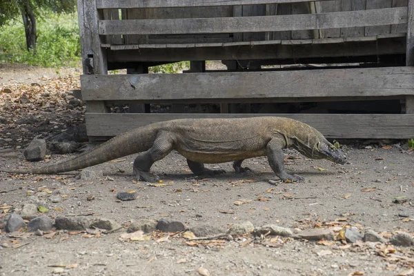 Drago di Komodo con lingua biforcuta — Foto Stock