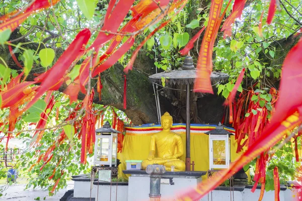 Vackra gyllene buddhastaty under Bodhi träd — Stockfoto