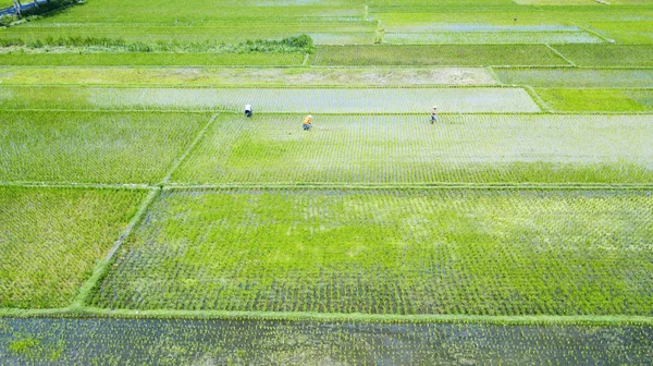 Agricultores trabalhando no campo de arrozal verde — Fotografia de Stock