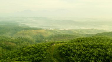Manzara yeşil palmiye yağı saç ekimi Hills