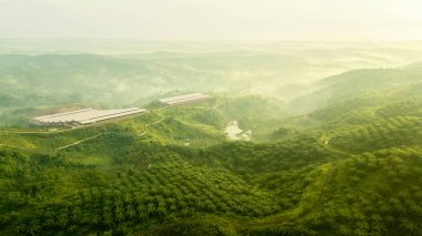 Yeşil palmiye yağı Ekim hava atış