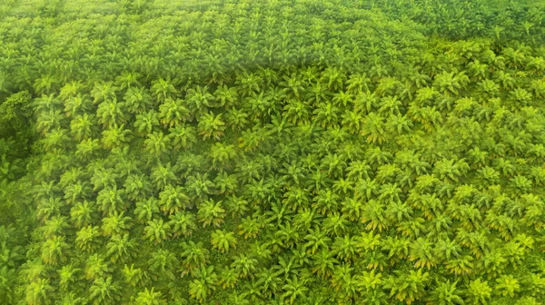 Widok z góry zielony olej palmowy plantacji — Zdjęcie stockowe