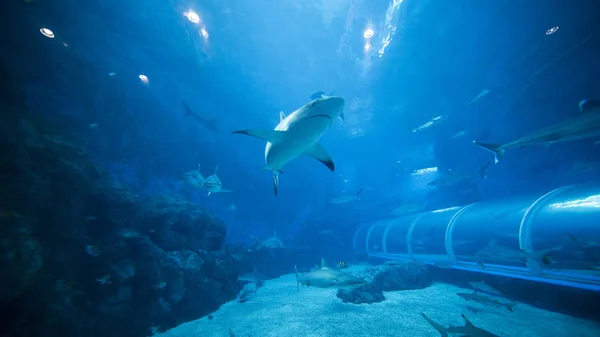 Shark swimming in S.E.A. Aquarium — Stock Photo, Image