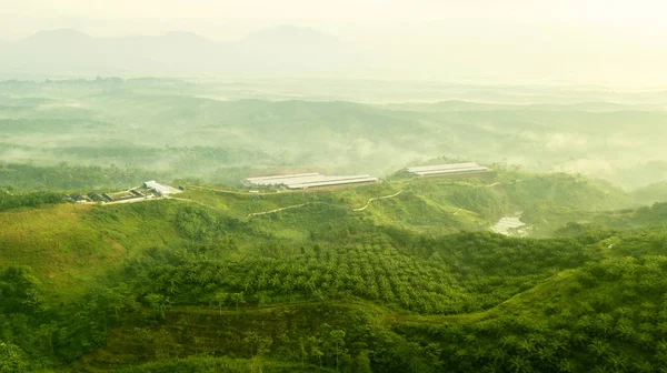 Cenário da plantação de óleo de palma verde — Fotografia de Stock