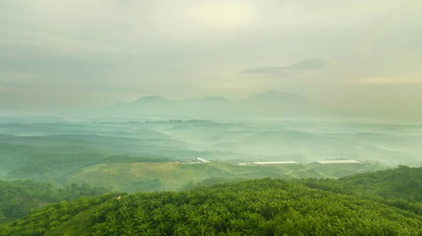 棕榈油种植园和公司大厦 — 图库照片