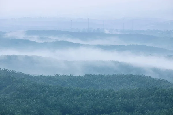 Mlhavé ráno v Cikidang palmový olej plantáže — Stock fotografie