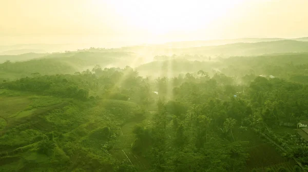 Paisagem de plantação de óleo de palma ao nascer do sol — Fotografia de Stock