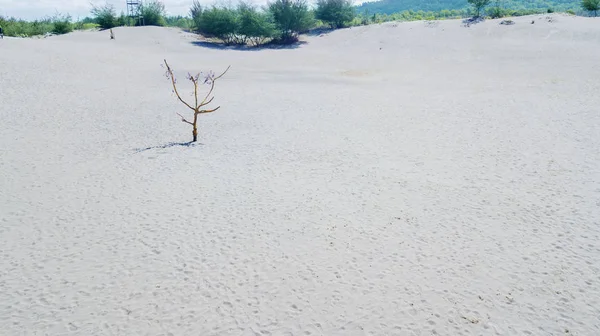 ヌサドゥアのビーチの白い砂の砂丘 — ストック写真
