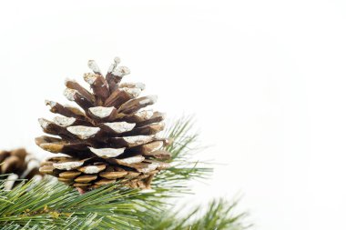 Noel ağacı dalı ve çam kozalakları