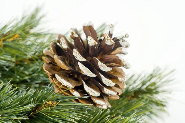 Christmas tree branch with pine cones — Stock Photo, Image