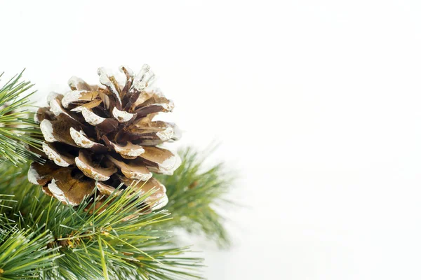 Cones de pinheiro e ramo de árvore de Natal — Fotografia de Stock