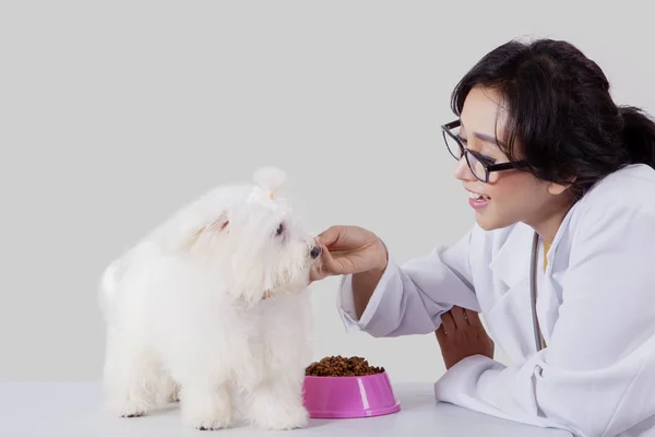 Mujer frotando su perro boloñés mientras lo alimenta — Foto de Stock
