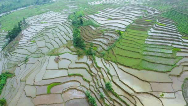 Tropical Rice Fields Water Green Plants — 图库视频影像
