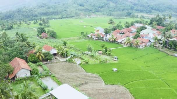 Tropische Reisfelder Mit Wasser Und Grünen Pflanzen — Stockvideo