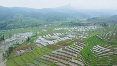 stunning aerial scenery of tropical paddy field