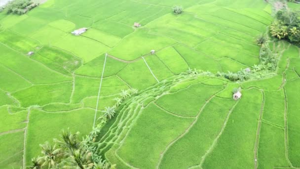 Rizières Tropicales Avec Eau Plantes Vertes — Video