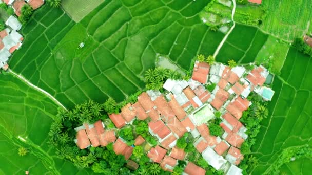 Vista Cima Para Baixo Casas Lotadas Campo Arrozal — Vídeo de Stock