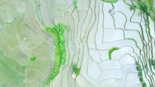 Потрясающие Воздушные Пейзажи Тропического Рисового Поля — стоковое видео