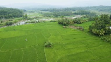 rice field with green plants and river