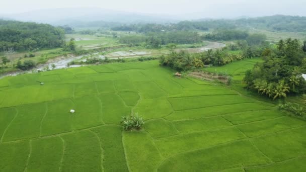 Rijstveld Met Groene Planten Rivier — Stockvideo