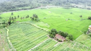 rice field with river and tropical hill background