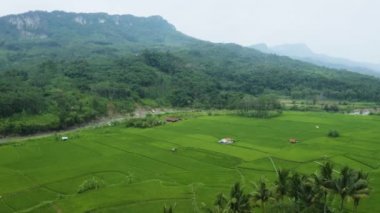rice field with green plants and river