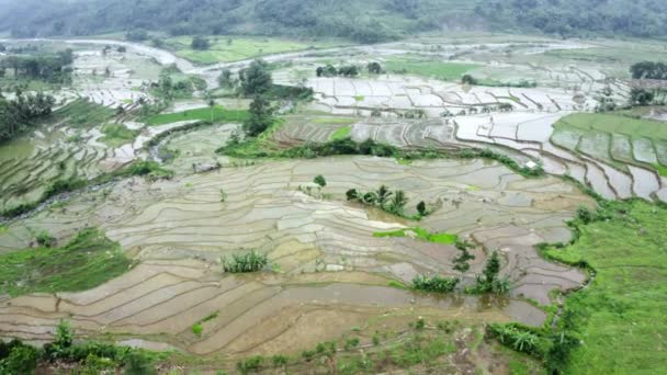 Cenário Aéreo Deslumbrante Campo Arrozal Tropical — Vídeo de Stock