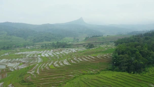 Потрясающие Воздушные Пейзажи Тропического Рисового Поля — стоковое видео