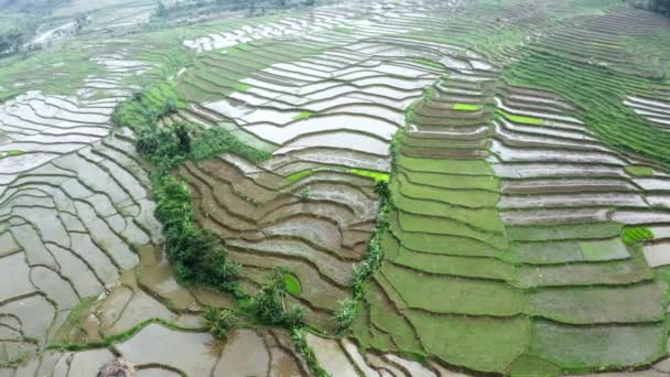 Stunning Aerial Scenery Tropical Paddy Field — 图库视频影像