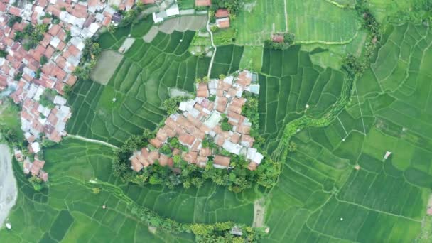 Blick Von Oben Auf Überfüllte Häuser Und Reisfelder — Stockvideo