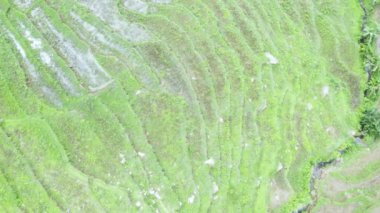 tropical rice fields with water and green plants