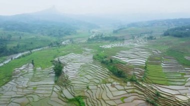  tropical rice fields with water and green plants