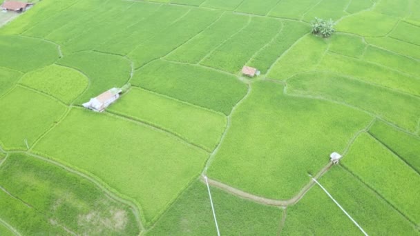 Campos Arroz Tropical Com Água Plantas Verdes — Vídeo de Stock