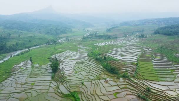 Campos Arroz Tropical Com Água Plantas Verdes — Vídeo de Stock