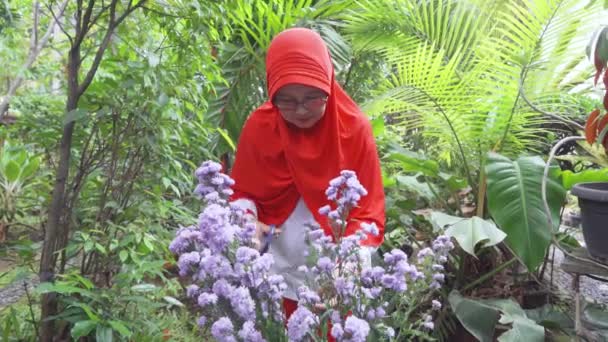 Mature Muslim Woman Taking Care Plants Garden Video — Stock Video