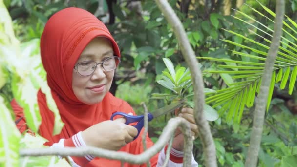 Volwassen Moslim Vrouw Verzorgen Van Planten Tuin Video — Stockvideo