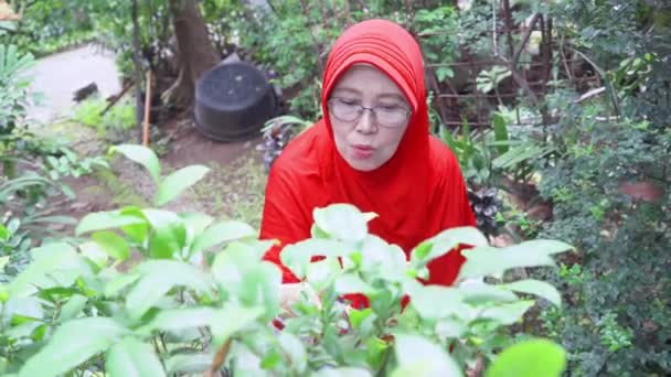Mature Muslim Woman Cutting Plants Backyard Garden Video — Stock Video