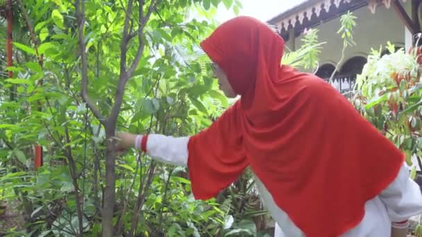 Mulher Muçulmana Madura Cuidando Plantas Jardim Vídeo — Vídeo de Stock